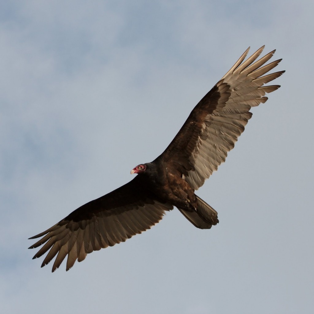Turkey Vulture of over florida (Wiki Commons)